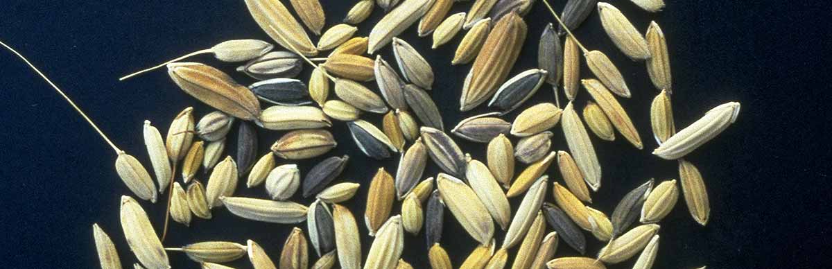 Diversity in rice seeds © Cirad, Jean Christophe Glaszmann