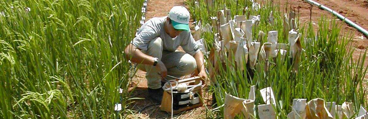Researcher and breeding plots of rainfed rice © Cirad, James Taillebois