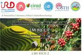 LMI Rice2