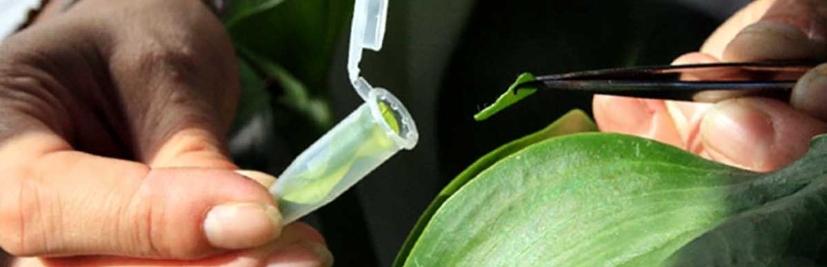 Leaf sample for DNA extraction © Cirad