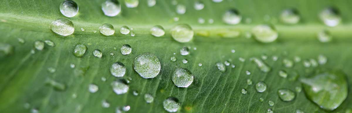 Rain drops on taro leaf © CIRAD, Alain Rival