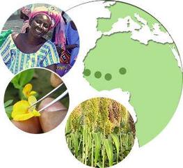 L’amélioration des plantes au centre des grands enjeux de développement en Afrique de l’ouest 
