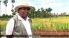 Participatory breeding of upland rice in Madagascar