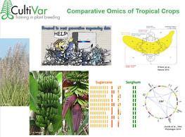 Comparative omics of tropical crops