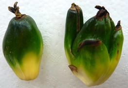 Fruits de palmiers à huile de type 'normal' (gauche) et variant 'mantled' (droite) © Alain Rival/Cirad