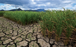 Growing rice in unfavourable conditions is one of the main challenges for the future. © IRRI